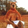 Kangaroo Gym